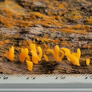 Calocera sp. at Cotter River, ACT - 23 Jun 2020