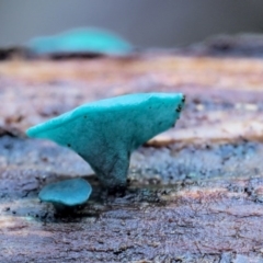 Chlorociboria (An elfcup fungus) at Cotter River, ACT - 23 Jun 2020 by KenT