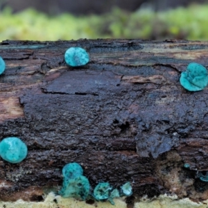 Chlorociboria at Cotter River, ACT - 23 Jun 2020