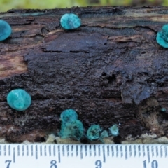 Chlorociboria at Cotter River, ACT - 23 Jun 2020 01:27 PM