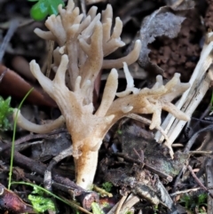 Clavulina sp. (A coral fungus) at Cotter River, ACT - 4 Jun 2020 by KenT