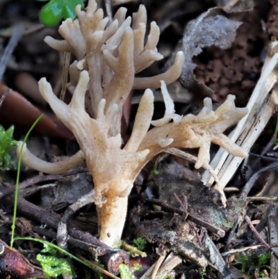 Clavulina sp. (A coral fungus) at Cotter River, ACT - 4 Jun 2020 by KenT