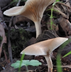 Clitocybe s. l. at Cotter River, ACT - 3 Jun 2020 by KenT