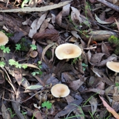 Clitocybe s. l. at Cotter River, ACT - 3 Jun 2020