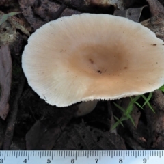 Clitocybe s. l. at Cotter River, ACT - 3 Jun 2020