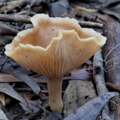 Clitocybe s. l. at Cotter River, ACT - 4 Jun 2020 by KenT