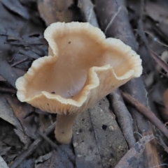 Clitocybe s. l. at Cotter River, ACT - 4 Jun 2020 02:33 PM