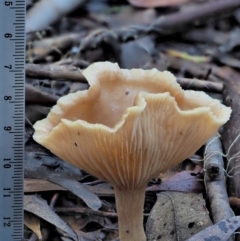 Clitocybe s. l. at Cotter River, ACT - 4 Jun 2020 02:33 PM