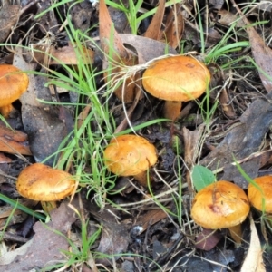 Cortinarius sp. at Cotter River, ACT - 3 Jun 2020