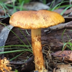 Cortinarius sp. at Cotter River, ACT - 3 Jun 2020