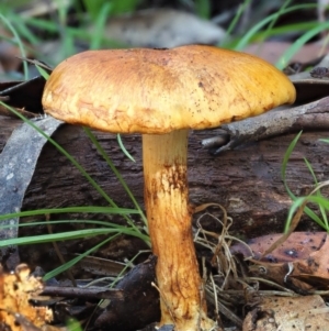 Cortinarius sp. at Cotter River, ACT - 3 Jun 2020