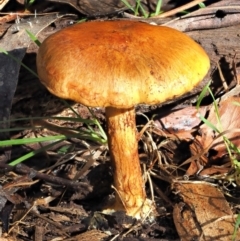 Cortinarius sp. at Cotter River, ACT - 3 Jun 2020