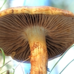 Cortinarius sp. at Cotter River, ACT - 3 Jun 2020