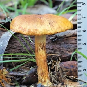 Cortinarius sp. at Cotter River, ACT - 3 Jun 2020