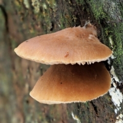 Crepidotus sp. (Crepidotus) at Cotter River, ACT - 23 Jun 2020 by KenT