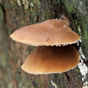 Crepidotus sp. at Cotter River, ACT - 23 Jun 2020