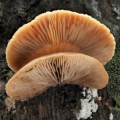 Crepidotus sp. at Cotter River, ACT - 23 Jun 2020