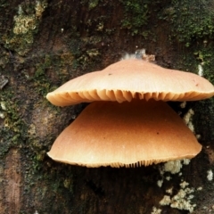 Crepidotus sp. at Cotter River, ACT - 23 Jun 2020