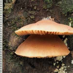 Crepidotus sp. at Cotter River, ACT - 23 Jun 2020