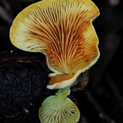 Crepidotus sp. (Crepidotus) at Cotter River, ACT - 4 Jun 2020 by KenT