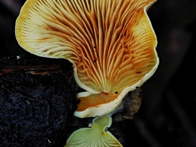 Crepidotus sp. (Crepidotus) at Cotter River, ACT - 4 Jun 2020 by KenT