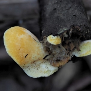 Crepidotus sp. at Cotter River, ACT - 4 Jun 2020