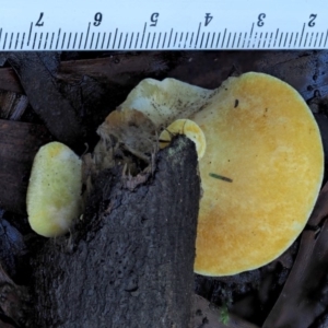 Crepidotus sp. at Cotter River, ACT - 4 Jun 2020