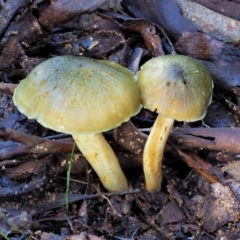 Cortinarius austrovenetus (Green Skinhead) at Cotter River, ACT - 4 Jun 2020 by KenT