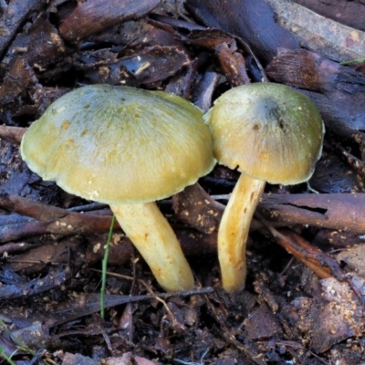 Dermocybe austroveneta (Green Skinhead) at Cotter River, ACT - 4 Jun 2020 by KenT