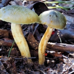 Cortinarius austrovenetus at Cotter River, ACT - 4 Jun 2020 10:44 AM