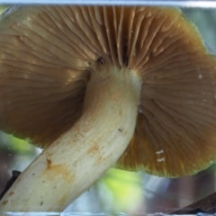 Cortinarius austrovenetus at Cotter River, ACT - 4 Jun 2020 10:44 AM