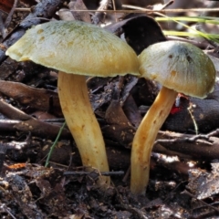 Cortinarius austrovenetus at Cotter River, ACT - 4 Jun 2020