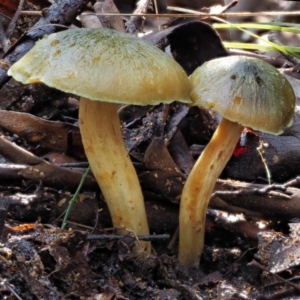 Cortinarius austrovenetus at Cotter River, ACT - 4 Jun 2020 10:44 AM