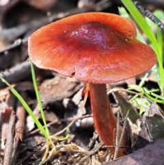 Dermocybe sp. (Dermocybe) at Cotter River, ACT - 3 Jun 2020 by KenT