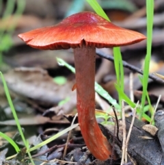 Dermocybe sp. at Cotter River, ACT - 3 Jun 2020