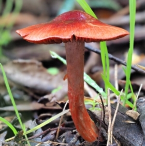 Dermocybe sp. at Cotter River, ACT - 3 Jun 2020