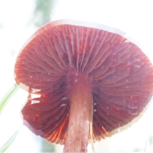 Dermocybe sp. at Cotter River, ACT - 3 Jun 2020 12:01 PM