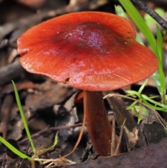 Dermocybe sp. at Cotter River, ACT - 3 Jun 2020 12:01 PM