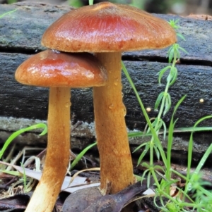 Dermocybe sp. at Cotter River, ACT - 3 Jun 2020