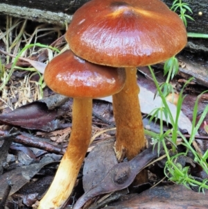 Dermocybe sp. at Cotter River, ACT - 3 Jun 2020