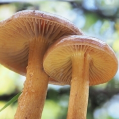 Dermocybe sp. at Cotter River, ACT - 3 Jun 2020