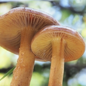 Dermocybe sp. at Cotter River, ACT - 3 Jun 2020