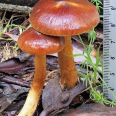 Dermocybe sp. at Cotter River, ACT - 3 Jun 2020