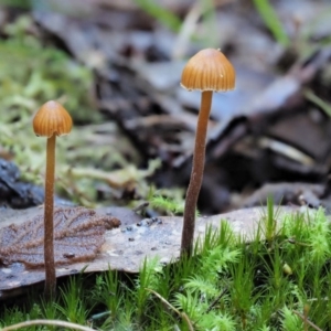 Galerina sp. at Cotter River, ACT - 4 Jun 2020