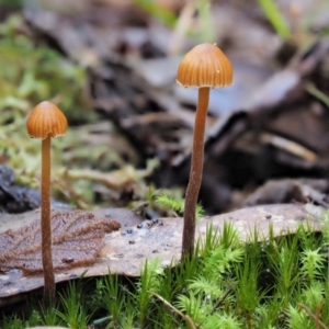 Galerina sp. at Cotter River, ACT - 4 Jun 2020