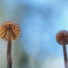 Galerina sp. at Cotter River, ACT - 4 Jun 2020