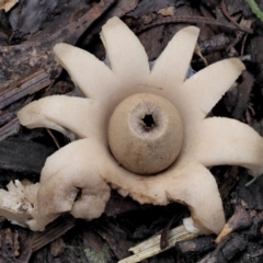 Geastrum sp. (genus) (An earthstar) at Cotter River, ACT - 23 Jun 2020 by KenT