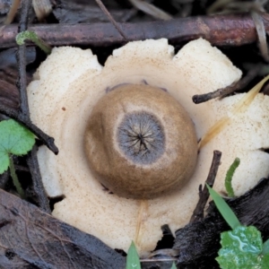 Geastrum sp. at Cotter River, ACT - 23 Jun 2020