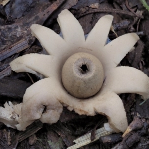 Geastrum sp. at Cotter River, ACT - 23 Jun 2020