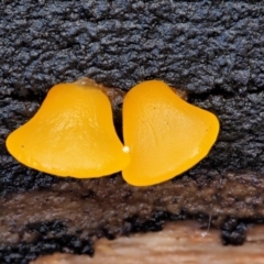 Heterotextus sp. (A yellow saprophytic jelly fungi) at Cotter River, ACT - 23 Jun 2020 by KenT